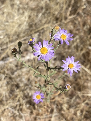 Dieteria canescens