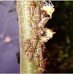 Umbonia