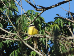 Pitangus sulphuratus