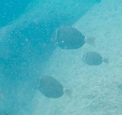 Acanthurus leucopareius