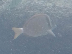 Acanthurus leucopareius