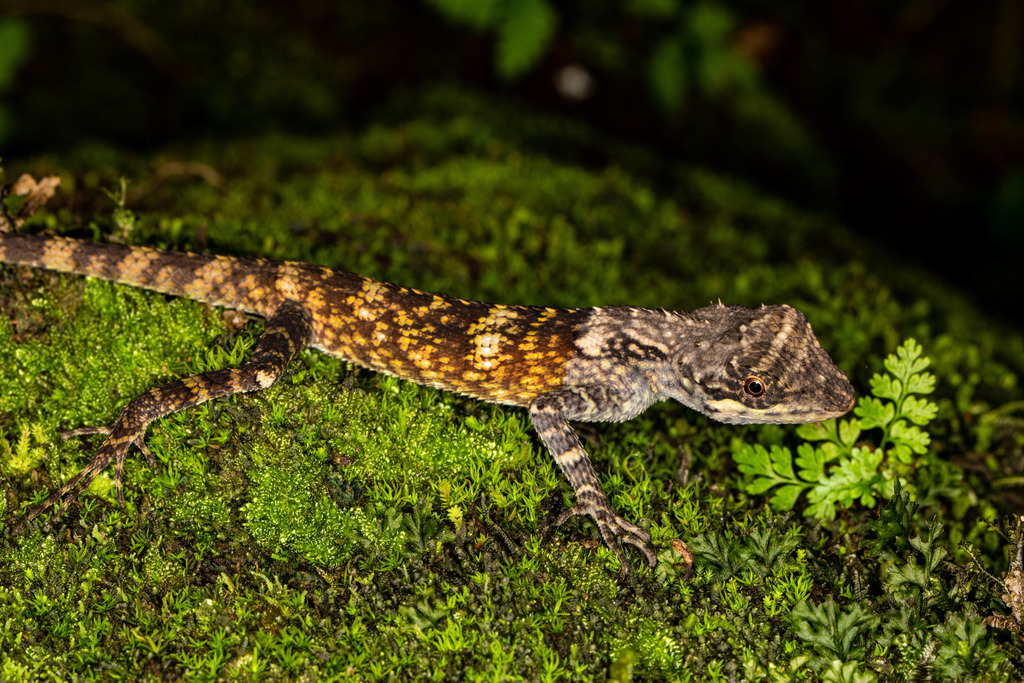 Montane Forest Lizard