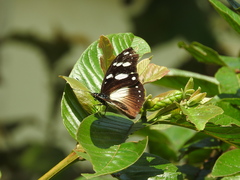 Hypolimnas anthedon anthedon