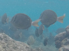 Acanthurus leucopareius