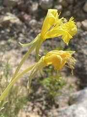 Oenothera longissima