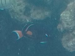Acanthurus achilles