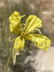 Oenothera longissima