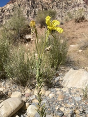 Oenothera longissima