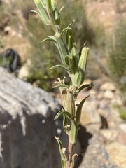 Oenothera longissima