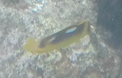 Chaetodon quadrimaculatus