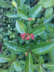 Rauvolfia tetraphylla