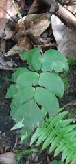 Adiantum macrophyllum