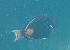 Acanthurus achilles
