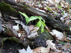 Polygonatum pubescens