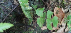 Adiantum macrophyllum