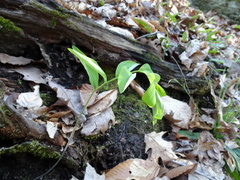 Polygonatum pubescens