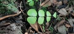 Adiantum macrophyllum