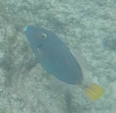 Cantherhines dumerilii