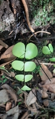 Adiantum macrophyllum