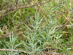 Senecio quadridentatus