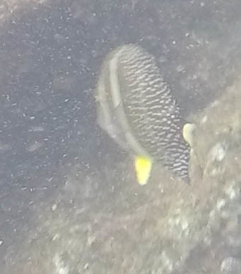 Acanthurus guttatus