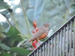Turdus rufiventris