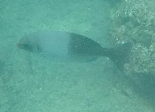 Kyphosus hawaiiensis