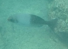 Kyphosus hawaiiensis