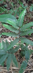 Adiantum pulverulentum