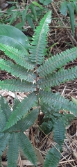 Adiantum pulverulentum