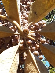 Didymopanax macrocarpus