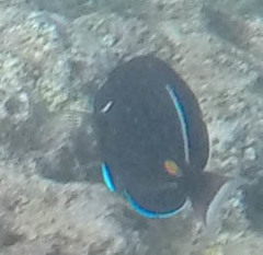 Acanthurus achilles