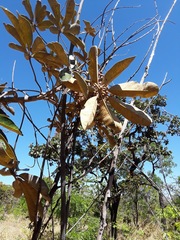 Didymopanax macrocarpus