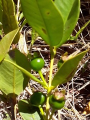 Psidium firmum