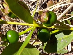 Psidium firmum