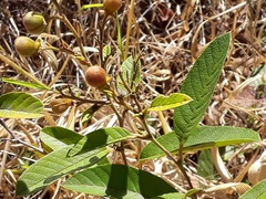 Davilla elliptica