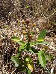 Davilla elliptica