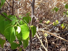 Maprounea brasiliensis