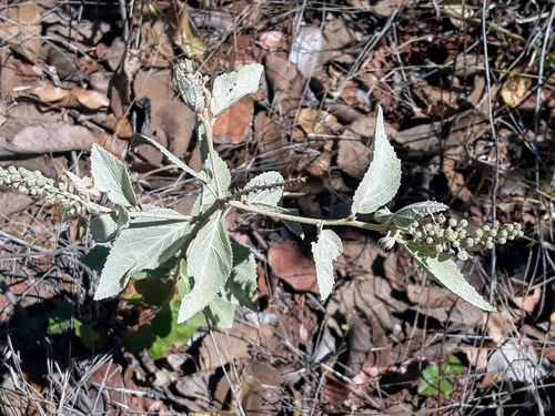 Croton goyazensis