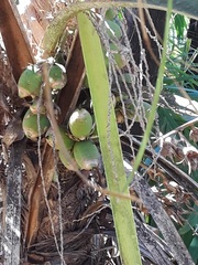 Syagrus flexuosa