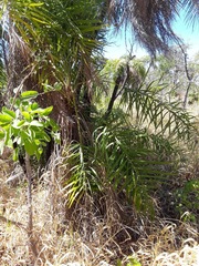 Syagrus flexuosa
