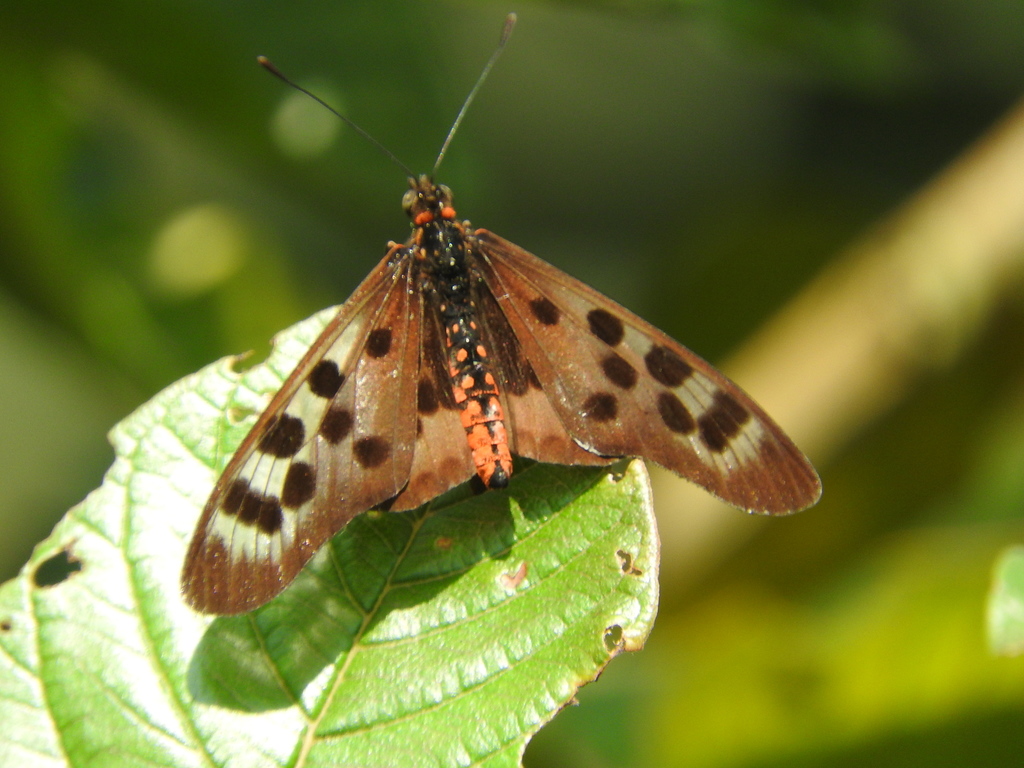 Rubraea niobe