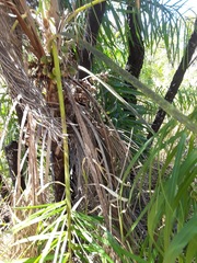 Syagrus flexuosa