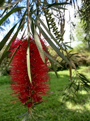 weeping bottlebrush