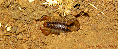 Bothriurus asper