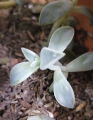 Pachyphytum