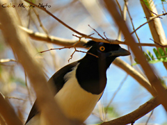 Cyanocorax cyanopogon