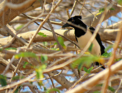 Cyanocorax cyanopogon