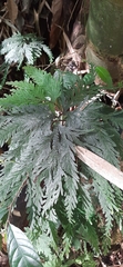 Selaginella delicatula