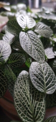 Fittonia